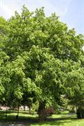 Caucasian wingnut